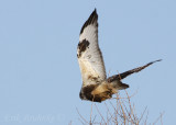Rough-legged Hawk taking off! Look at that beauty and fluff!