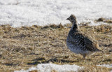 Sharp-tailed Grouse