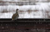 Sharp-tailed Grouse