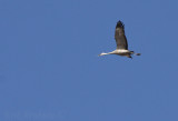 Sandhill Crane