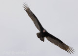 Turkey Vulture - wanna ride in a thermal with me?