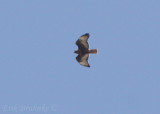 Adult (western) rufous morph Red-tailed Hawk