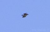 Belted Kingfisher - this little lady sure was flying by fast!
