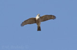 Sharp-shinned Hawk - well fed, while on the move :-)