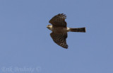 Sharp-shinned Hawk