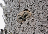 Northern Saw-whet Owl