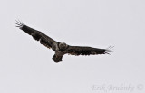 2nd-cycle Bald Eagle
