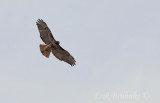 Red-tailed Hawk - adult, eastern form