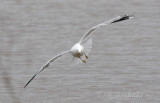 Ring-billed Gull on a mission!