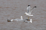 Ring-billed Gulls fighting