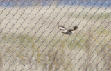 Northern Mockingbird