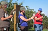 Red-tailed Hawk (left), Coopers Hawk (center), Merlin (right)