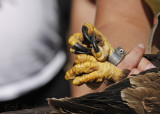 Bald Eagle talons