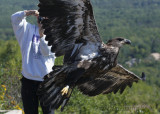 Bald Eagle taking flight