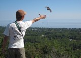 Im releasing a Sharp-shinned Hawk