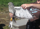 Adult male Northern Harrier (Gray Ghost)