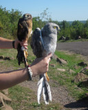 Immature Northern Harrier (left) and Adult male Northern Harrier (right)