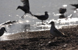 Ring-billed Gulls in the morning