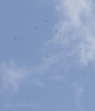 Broad-winged Hawk kettle (arrow formation)