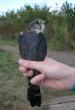 Adult male Merlin