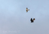 Sharp-shinned Hawk (top) mobbing Coopers Hawk (below)
