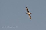 Adult Parasitic Jaeger