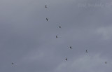 Flock of Forster's Terns