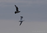 Oh look, that gull has a nice large crop!!