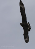 Juvenile dark morph Parasitic Jaeger