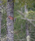 Yellow-bellied Sapsucker
