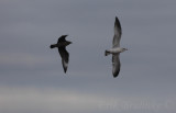 Parasitic Jaeger Chasing a gull