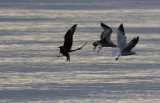 PAJA overshoot gulls