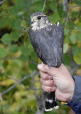 Richardsons Merlin, also known as a Prairie Merlin