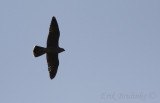 Quiz Bird 10/3/2011