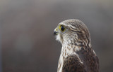 Juvenile Male Prairie Merlin