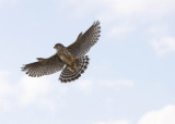 Juvenile Male Prairie Merlin