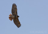 Red-tailed Hawk