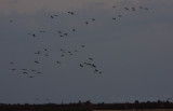 Sandhill Cranes coming in to land for the night