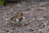 Harris's Sparrow