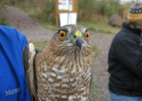 Sharp-shinned Hawk