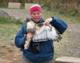 Margie displaying the first banded adult Red-tailed Hawk of the season!