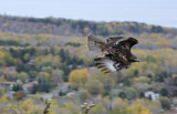 Juvenile rufous morph Red-tailed Hawk release