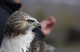 Red-tailed Hawk,