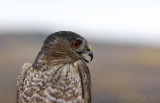 Sharp-shinned Hawk