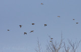 Common Redpoll flock