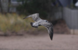 Herring Gull