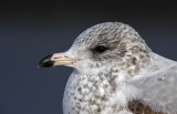 Ring-billed Gull close up