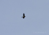 Evening Grosbeak