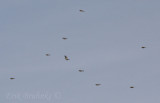 Common Redpolls flying by