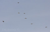 Common Redpolls flying by